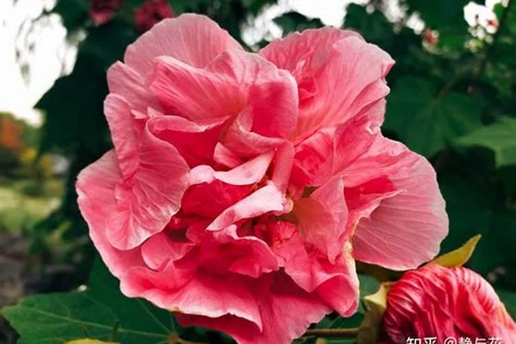 茶子树用什么肥料好？