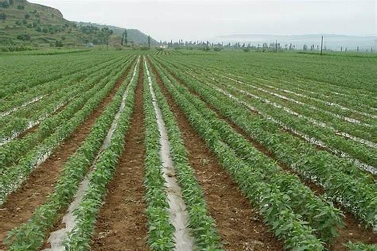 怎么制作饼肥不臭 用芝麻饼肥种牡丹苗可以吗