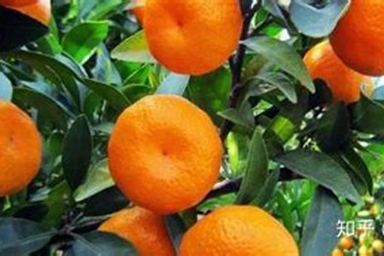 年桔掉叶子掉果怎么办
