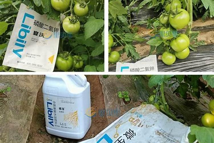 番茄,西瓜,黄瓜用什么肥料养根,生根壮苗主要用什么肥