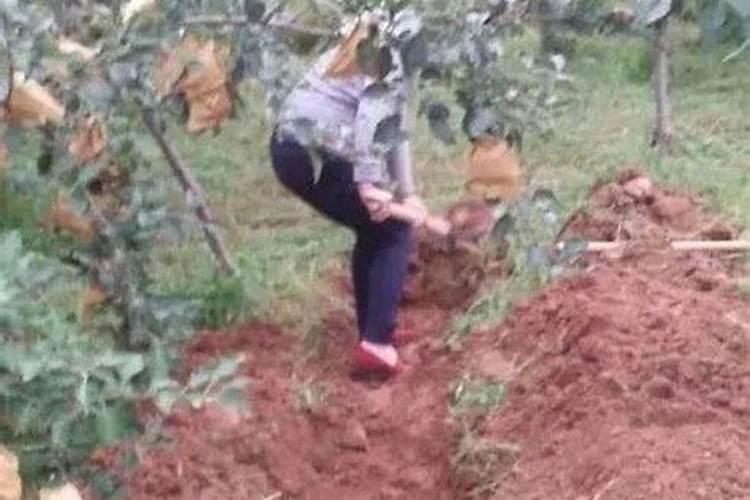 果树秋季施氮肥可以吗