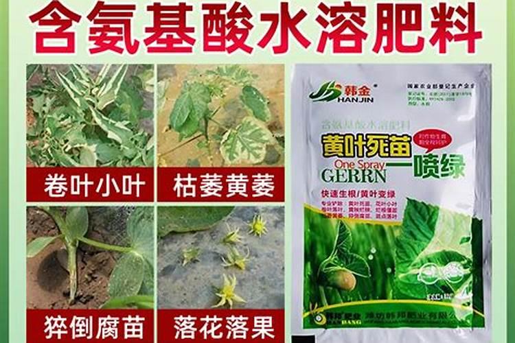 夏季养月季该如何施肥