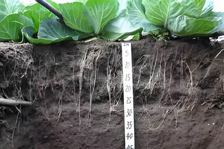 甘蓝施什么肥最好