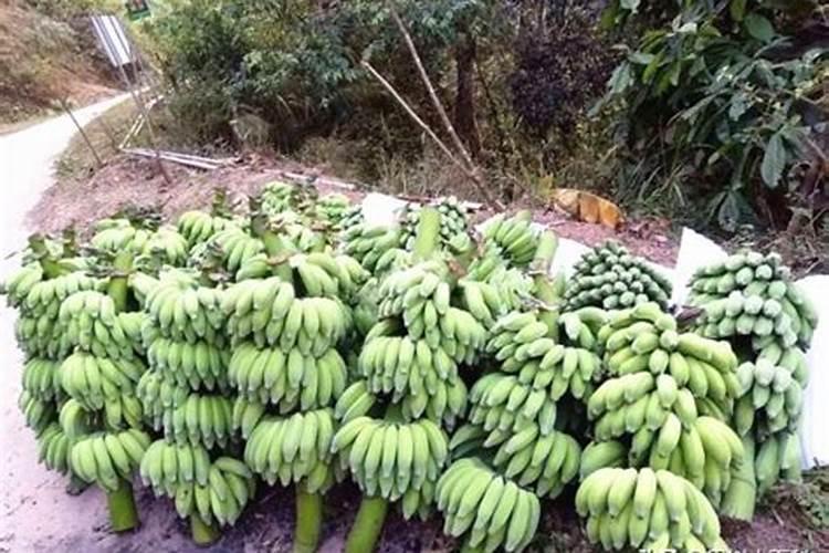 用什么方法可以消毒沙漠玫瑰腐烂的地方