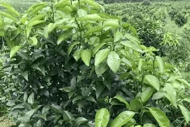 果树结果期追肥用什么肥料好？果树挂果期追肥用什么肥料好？