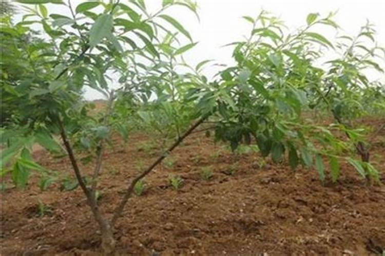 草莓用什么肥料最好可增产