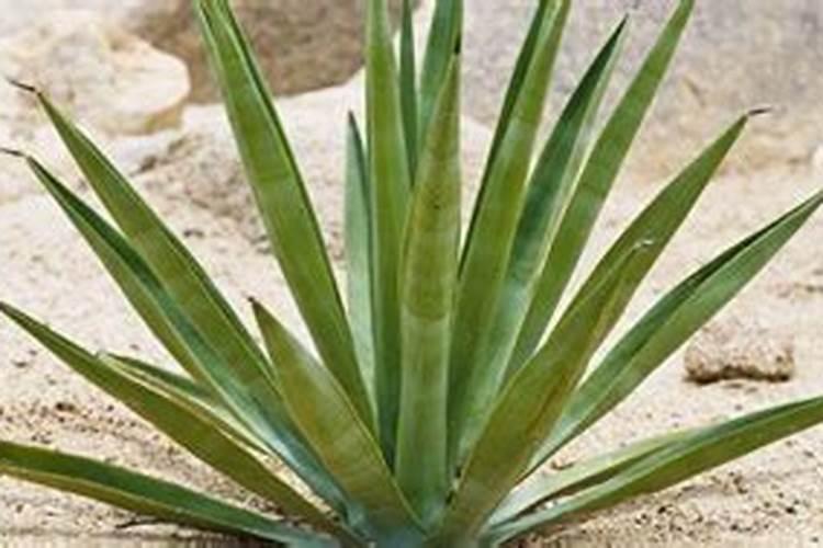 龙舌兰花,叶子上有斑点,是什么病,怎么办？