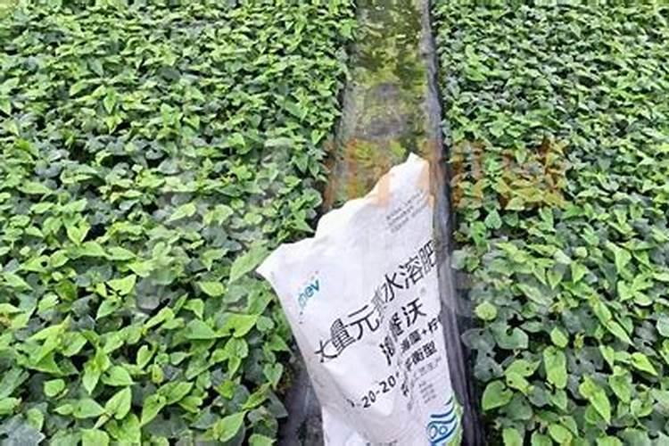 ...请问这个颗粒水溶肥的标准是什么？数一数二得品牌有那几个