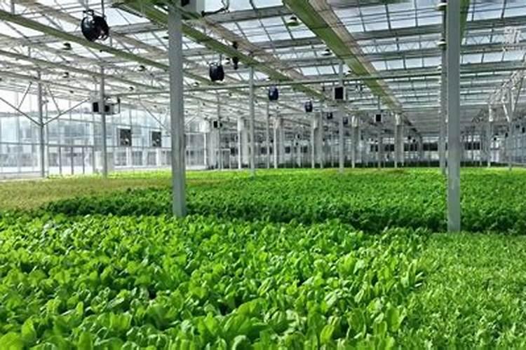 福进门是正规公司吗