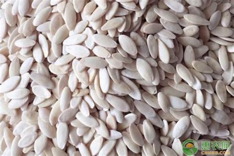 黄瓜秋延后栽培,应该怎样施肥浇水？