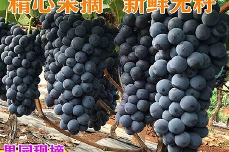 夏黑葡萄转色后期用什么肥料好