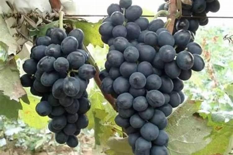 夏黑葡萄怎么栽培 葡萄怎么养殖比较好