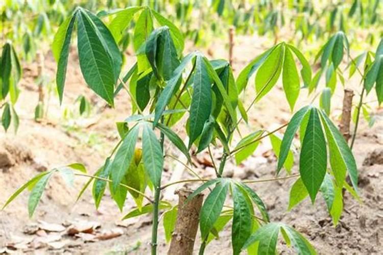 辣椒树长虫怎么办 取花椒或者胡椒50克