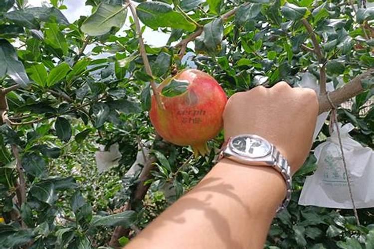 石榴树用什么肥料最好