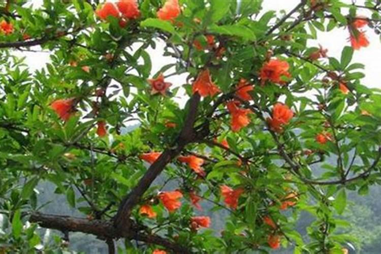 石榴落果的原因及防治