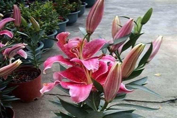 盆栽百合花开完花后怎样管理