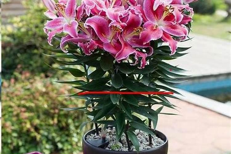 百合花开败后的养护方法 百合花开败后怎么施肥