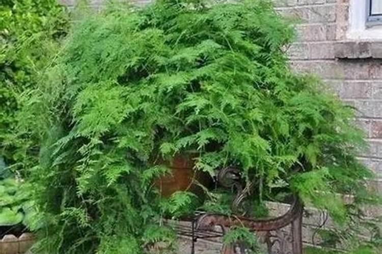 文竹施肥时间,怎样给文竹施肥