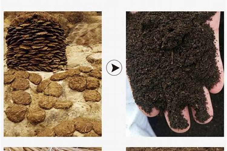 枯草芽孢杆菌的作用与功效作用枯草芽孢杆菌的作用与功效