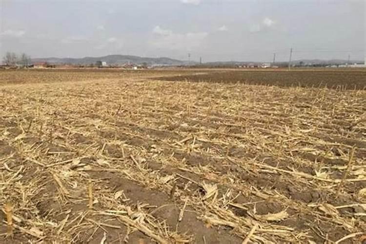 1亩地的玉米秸秆多少吨