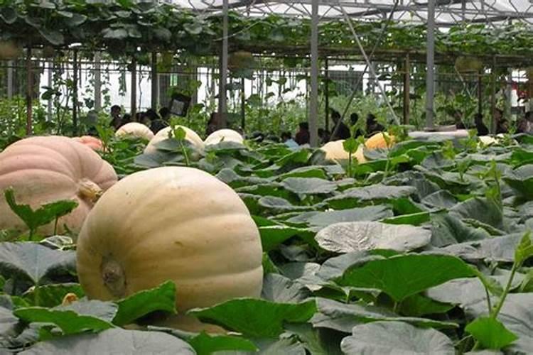 种植南瓜需要的氮磷钾肥比例