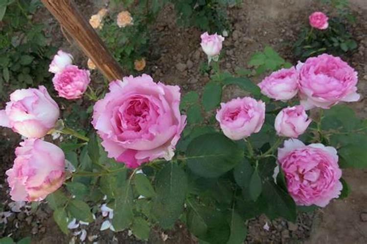 有机磷类农药是酸性还是碱性