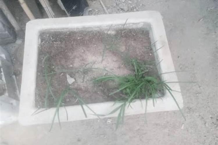 丹罗丰叶面肥质量