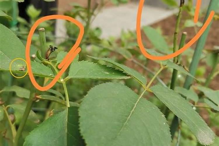 磷酸二氢钾严重过量喷施几天出现症状？