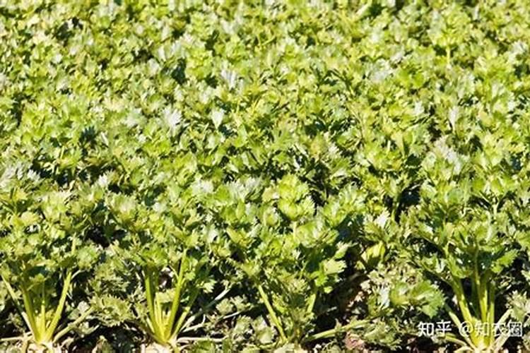 花草什么时间施肥