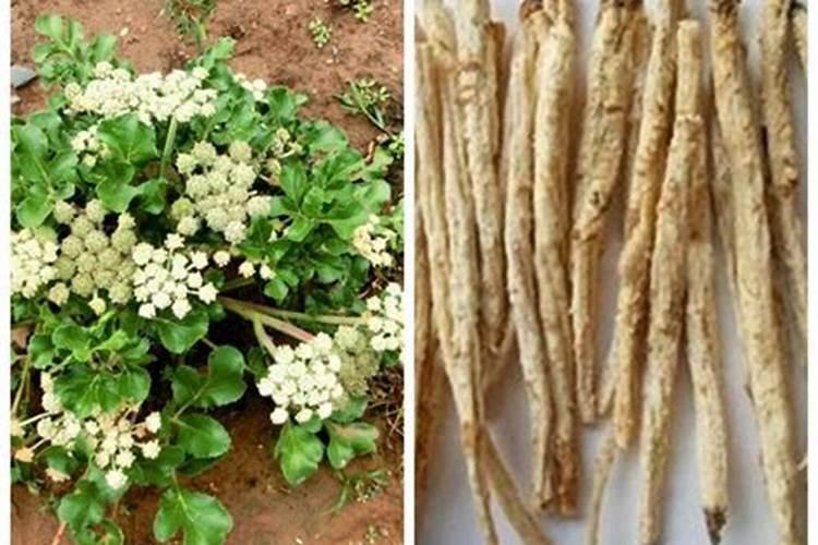 沙参怎么种植技术