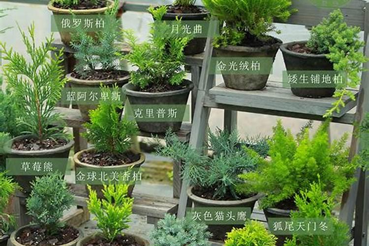 江西叶面肥木醋液