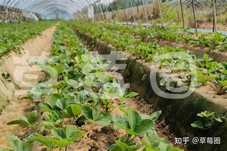 美国黑莓的品种介绍