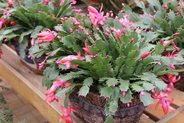 蟹爪兰怎样施肥最好