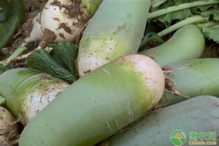 芸苔素内酯有何特点？已用于哪些作物上