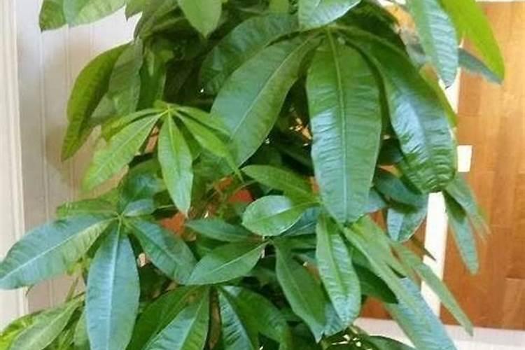 发财树多久施肥一次