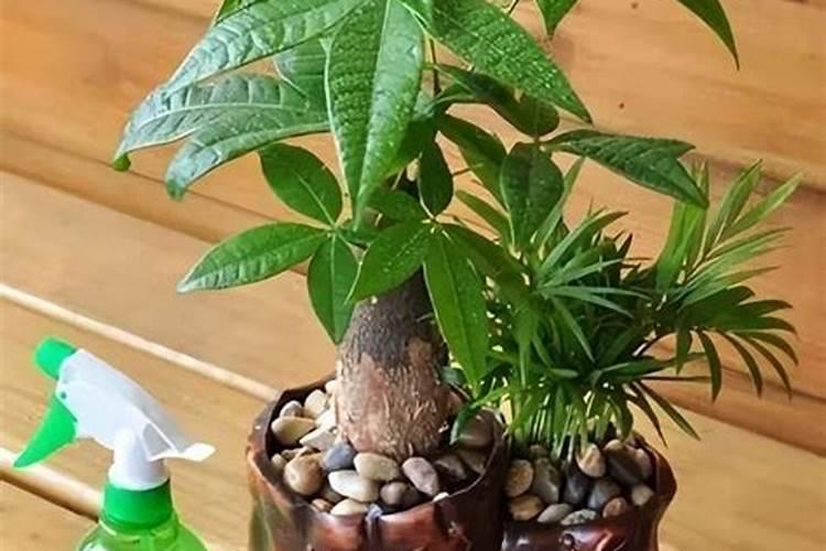 发财树施肥的正确方法