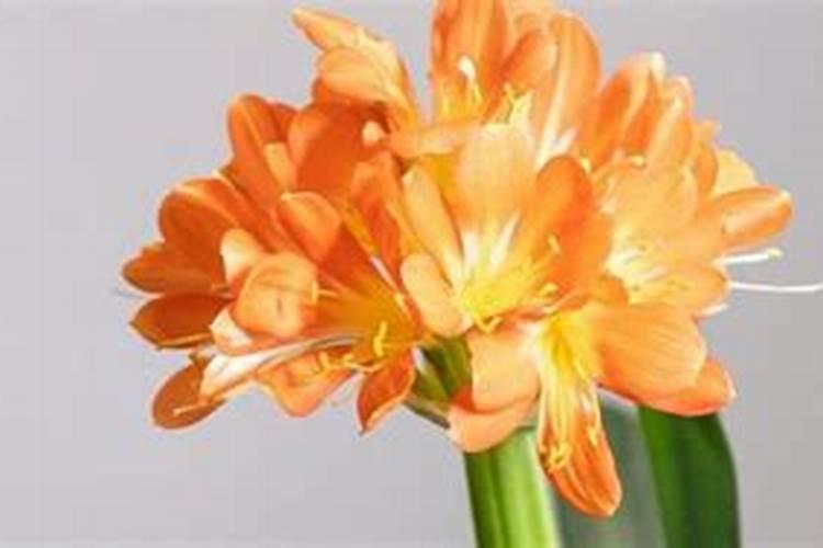 家养君子兰氮磷钾如何采用