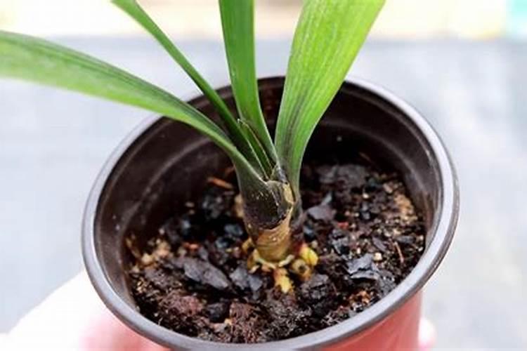 君子兰夹箭用什么肥