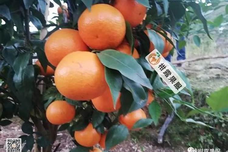 年前做好柑橘园的防寒抗冻工作,定能安全过好冬!