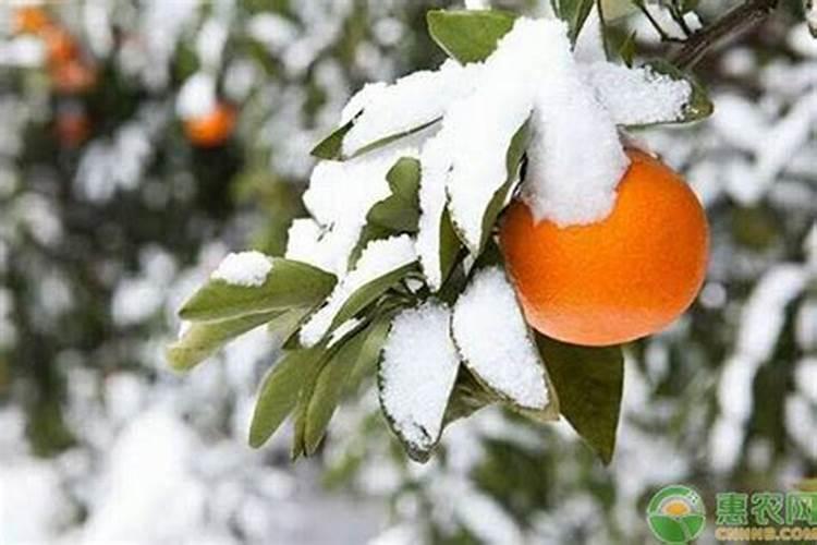 柑橘幼树冬季全方位管理,少一项白忙!