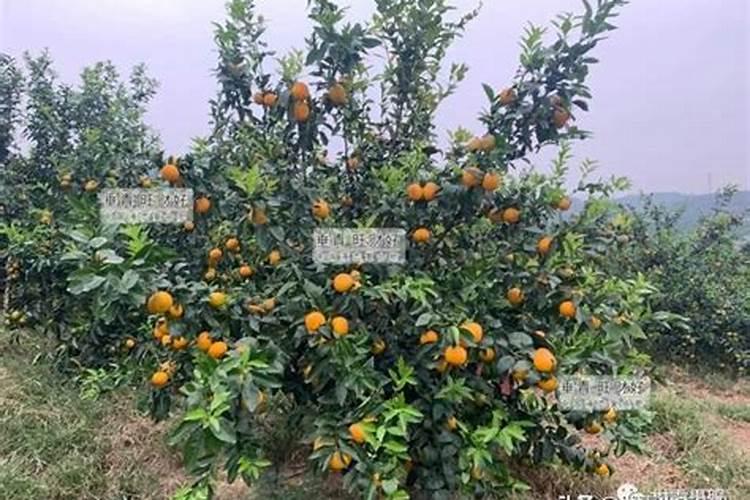 柑橘专用叶面肥哪个好？柑橘专用肥用什么好？柑橘肥料用“昆仑风”百度...