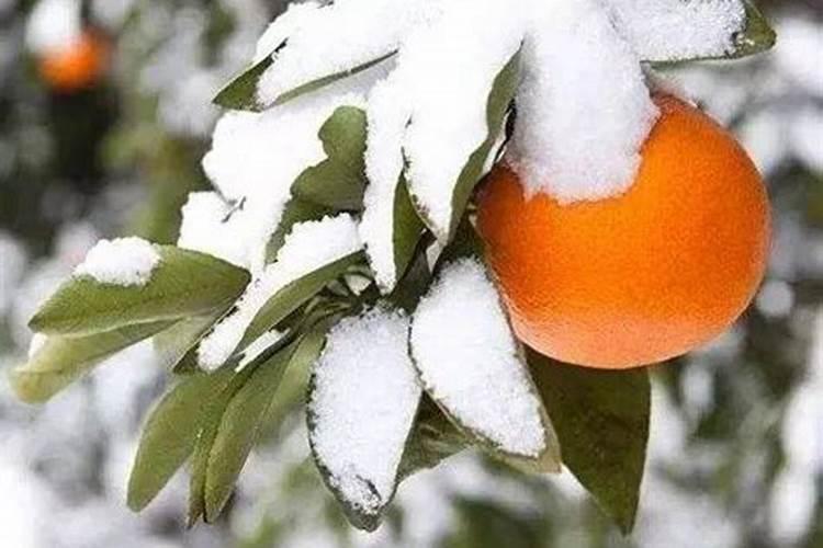 阜优抗和阜优叶是不是很好的叶面肥