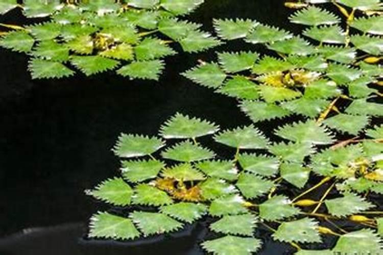 菱角高产栽培技术有哪些