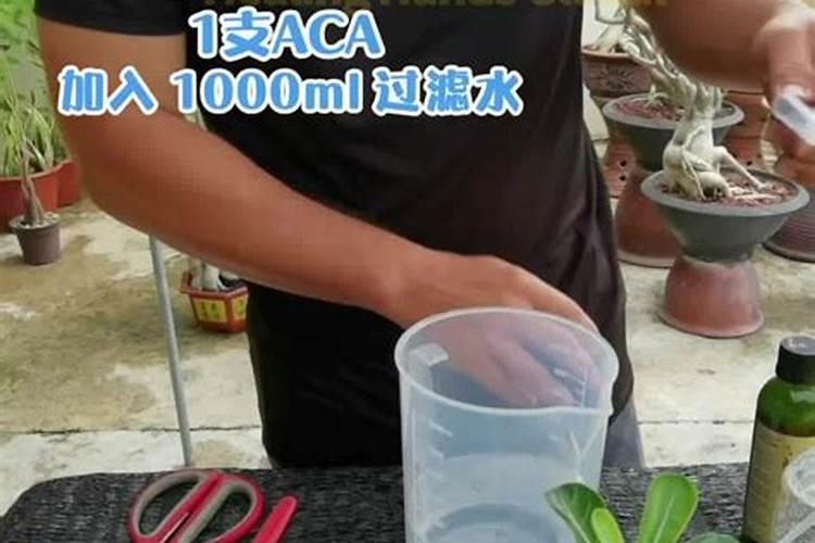 芒果用什么肥料能快速成长？施肥几次？