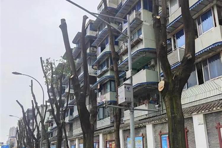 蟹爪兰用什么叶面肥？