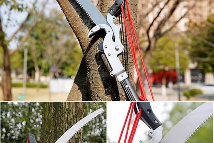 冬暖士大棚新栽培葡萄苗怎样修枝