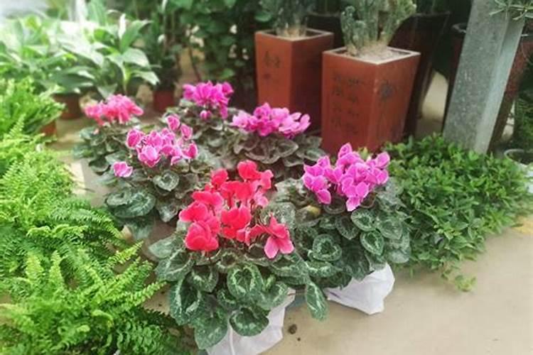 仙客来开花期间怎么浇水施肥