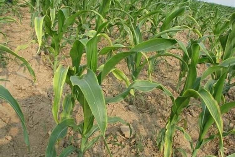 玉米在什么时期追钾肥