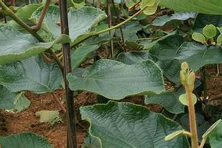 天然钾肥有哪些