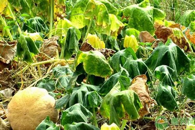 窝瓜表面有布满了凸起的小疙瘩